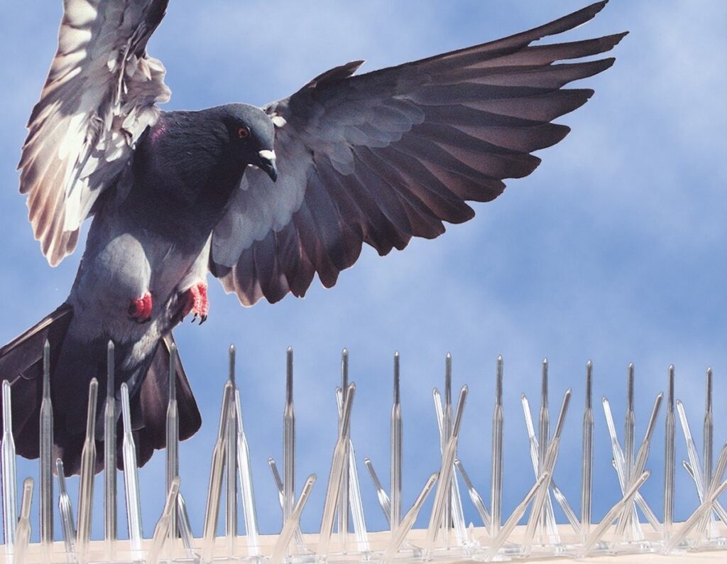 شركة طارد حمام 